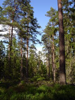  Gamle fyrretræer i Västra Mark