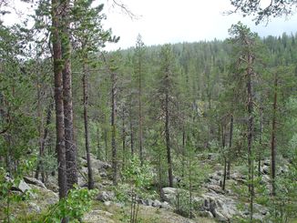 Naakajärvi